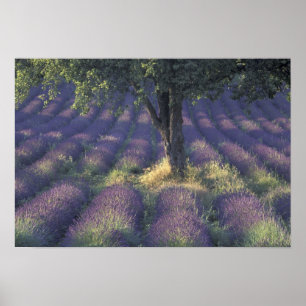 Europa, Frankreich, Provence, Sault, Lavender Poster