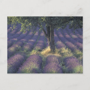 Europa, Frankreich, Provence, Sault, Lavender Postkarte