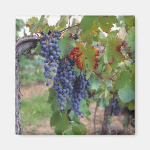 Europa, Frankreich, Roussillon. Weinberge, mit Magnet
