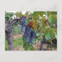 Europa, Frankreich, Roussillon Weinberge mit