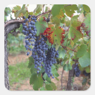 Europa, Frankreich, Roussillon. Weinberge, mit Quadratischer Aufkleber