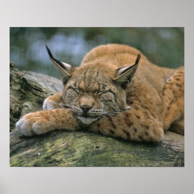 Europa �_ischer Luchs, Eurasischer Luchs (Lynx) Poster (Vorne)