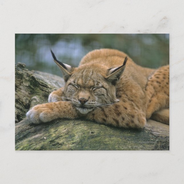 Europa �_ischer Luchs, Eurasischer Luchs (Lynx) Postkarte (Vorderseite)