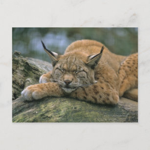 Europa �_ischer Luchs, Eurasischer Luchs (Lynx) Postkarte