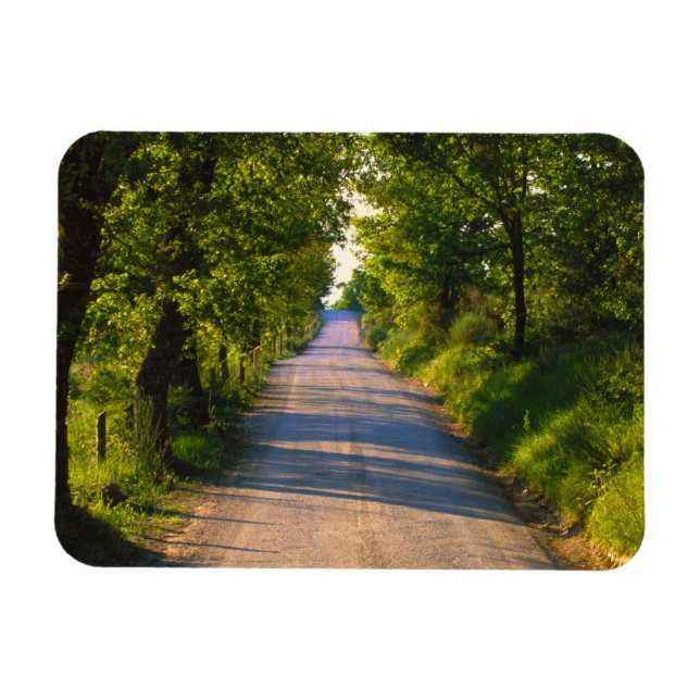 Europa, Italien, Toskana, Allee an Bäumen Magnet (Horizontal)