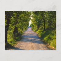 Europa, Italien, Toskana, Allee an Bäumen