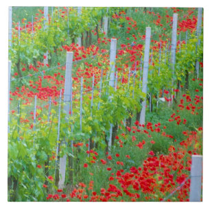 Europa, Italien, Toskana. Farbige rote Mohnblumen  Fliese