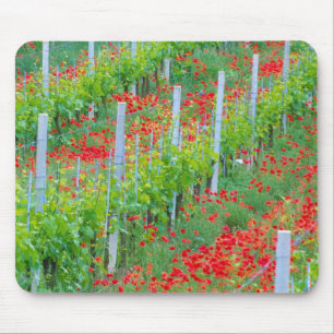 Europa, Italien, Toskana. Farbige rote Mohnblumen Mousepad