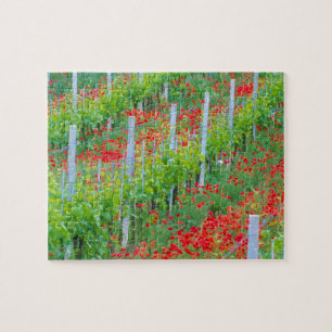 Europa, Italien, Toskana. Farbige rote Mohnblumen Puzzle