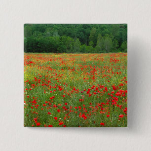 Europa, Italien, Toskana, rote Mohnblumen auf dem  Button