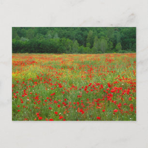 Europa, Italien, Toskana, rote Mohnblumen auf dem  Postkarte