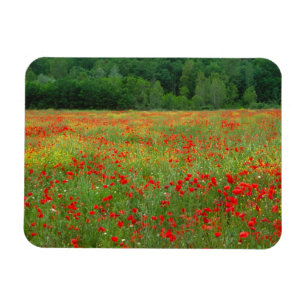 Europa, Italien, Toskana, rote Pfeffer im Feld. Magnet