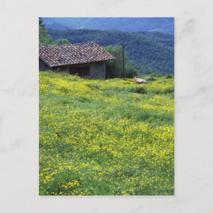 Europa, Italien, Toskana, Siena, Chianti. Postkarte
