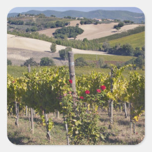 Europa, Italien, Umbrien, bei Montefalco, Weinberg Quadratischer Aufkleber