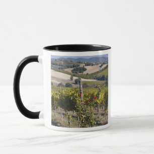 Europa, Italien, Umbrien, bei Montefalco, Weinberg Tasse