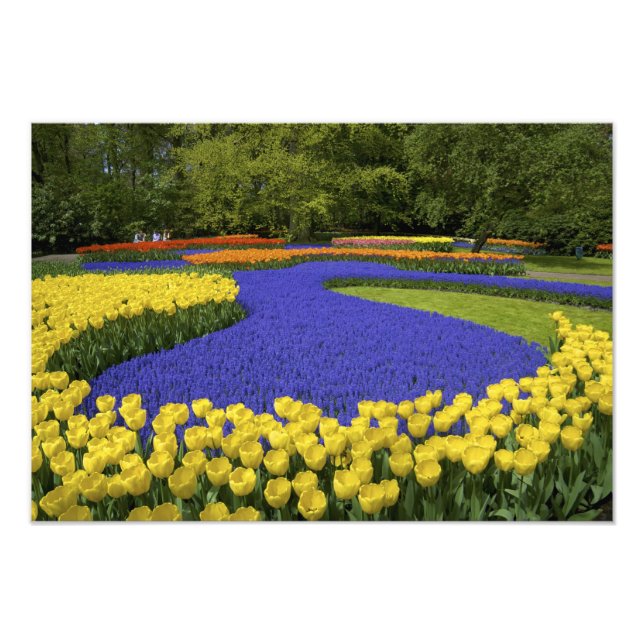 Europa, Niederlande, Holland, Lisse, Keukenhof Fotodruck (Vorne)