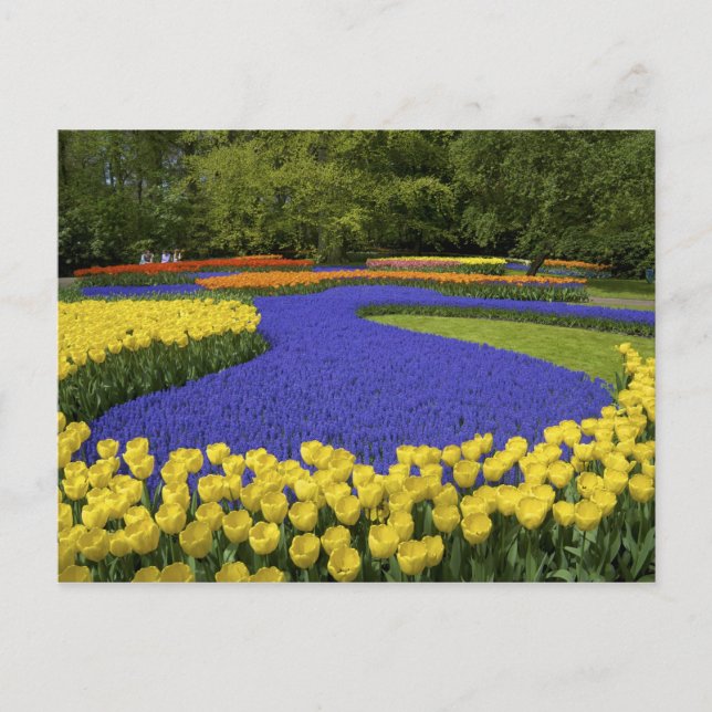 Europa, Niederlande, Holland, Lisse, Keukenhof Postkarte (Vorderseite)