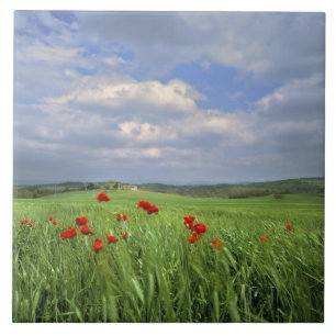 Europa, Toskana, Poggiolo. Rote Mohnblumen schwank Fliese