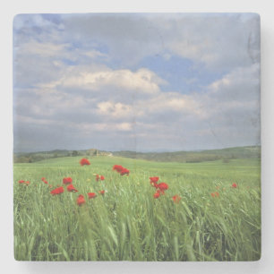 Europa, Toskana, Poggiolo. Rote Mohnblumen schwank Steinuntersetzer
