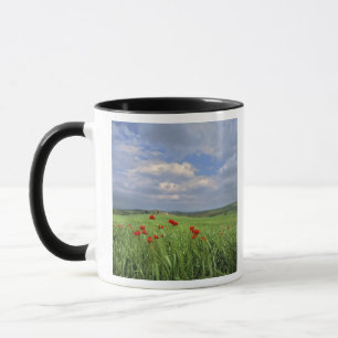 Europa, Toskana, Poggiolo. Rote Mohnblumen schwank Tasse