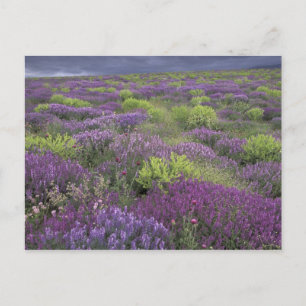 Europa, Türkei, Kappadokien. Landwirtschaftliche L Postkarte