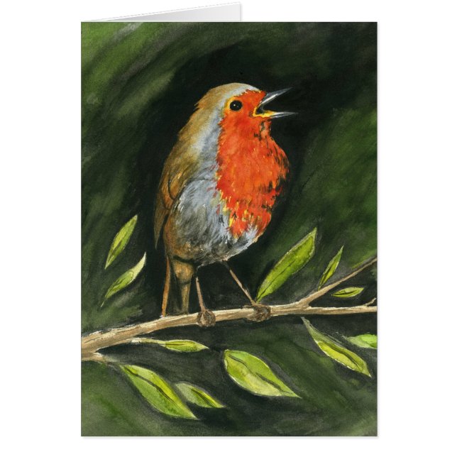 Europäer Robin (Vorne)