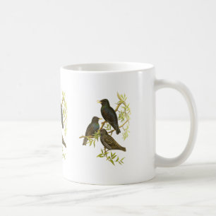 Europäer Starling Tasse