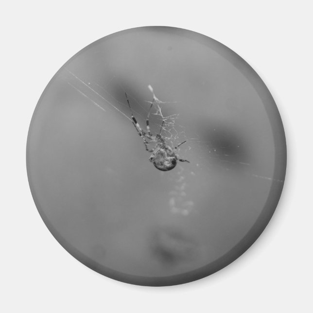 Europäische Gartenkreuzspinne Magnet (Vorne)