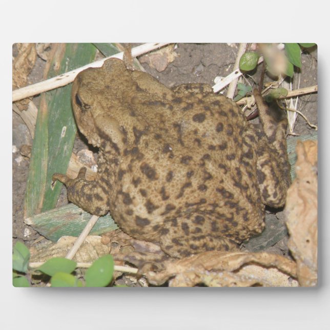 Europäische Gemeinschafts-Toad Plaque Fotoplatte (Vorderseite)