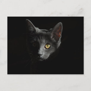 Europäische Kurzhaar   Schwarze Katze   Katapportr Postkarte