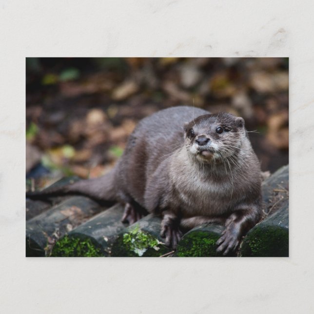 Europäische Otter Postkarte (Vorderseite)