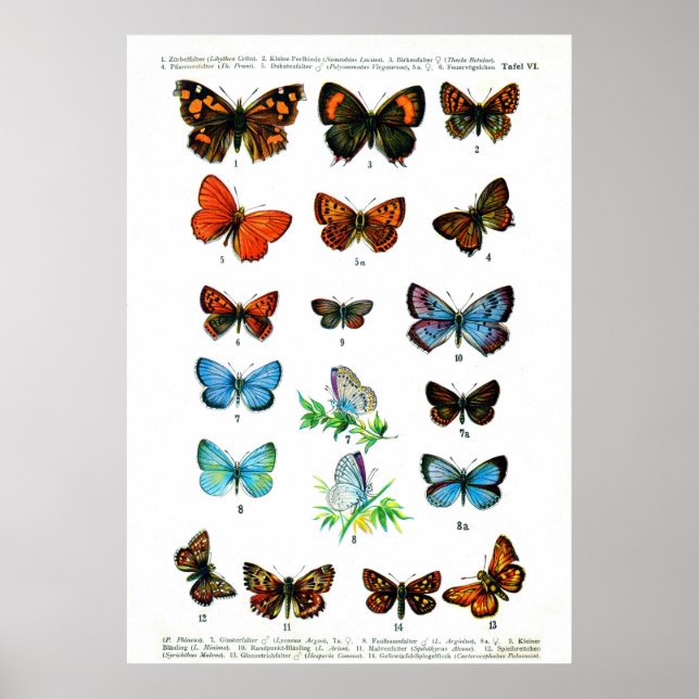 Europäische Schmetterlinge (Plate 06) Poster (Vorne)