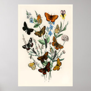 Europäische Schmetterlinge Vintage A3 A4 Kunstprin Poster