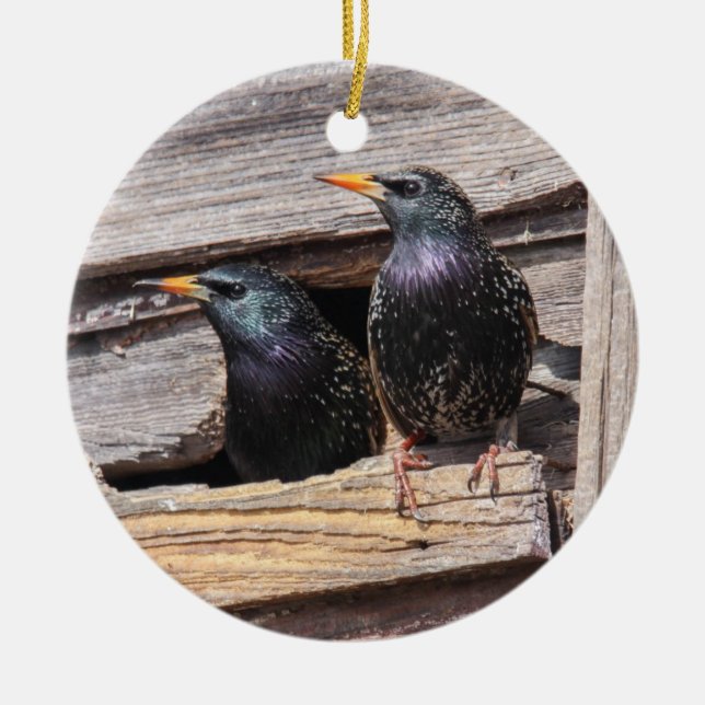 Europäische Starlings Keramikornament (Vorne)