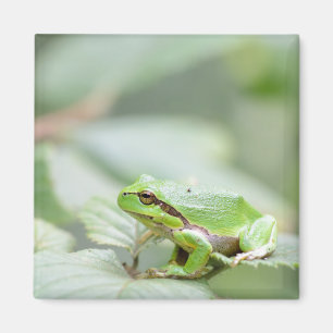 Europäischer Baumfrosch in grünem Magnet