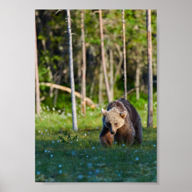 Europäischer Braunbär Poster (Vorne)