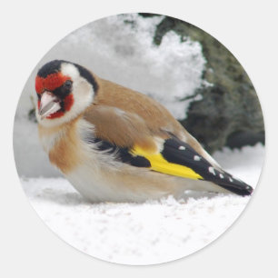 Europäischer Goldfinch in den Schneeaufklebern Runder Aufkleber