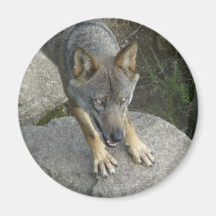 Europäischer grauer Wolf Magnet