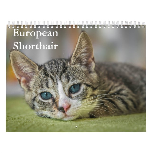 Europäischer Kurzzeitkalender Kalender (Titelbild)