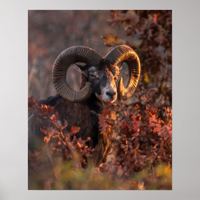 Europäischer Mufflon-Widder im Herbstwald-Wildlebe Poster (Vorne)