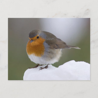 Europäischer Robin im Schnee-Postkarte Postkarte