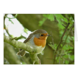 "Europäischer Robin-Vogel Northumberland England "