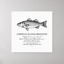 Europäischer Seebarsch Branzino Vintage 