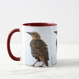 Europäischer Star Vogel Tasse