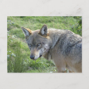 Europäischer Wolf Postkarte