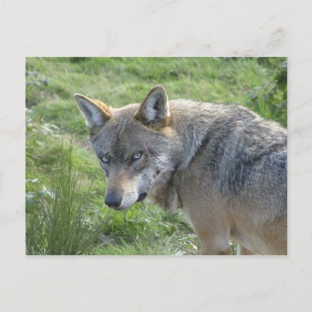 Europäischer Wolf Postkarte (Vorderseite)