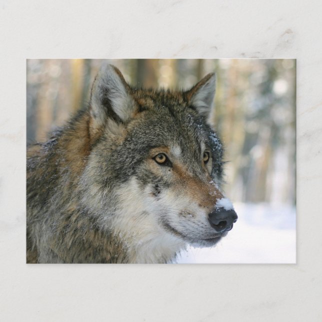 Europäischer Wolf Postkarte (Vorderseite)