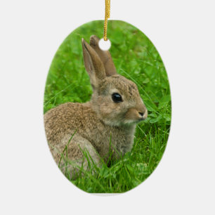 Europäisches Kaninchenbild für Oval Ornament