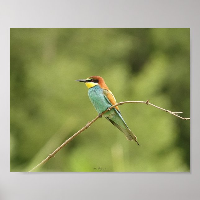 Europaposter Poster (Vorne)