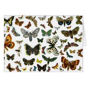 Europe’s Best-Known Butterflies and Moths Collage